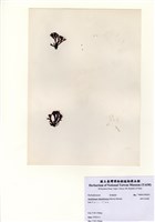 藏品(扇形叉枝藻)的圖片